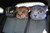 Reisekissen mit Gummiband CAT »Borys« POD01